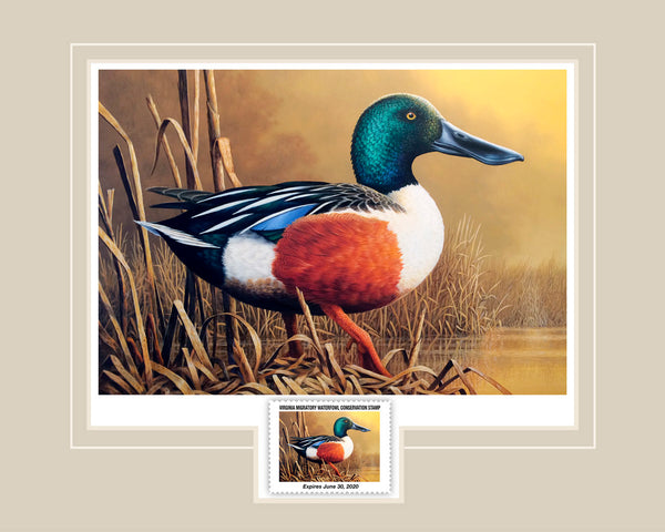 2019 Virginia Waterfowl Conservation Stamp Print  -  The New "Lil' Spoonie" Print is here!