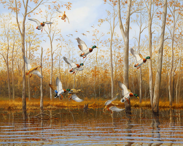 "Backwater Mallards"  -  St. Christopher's Special Edition Print
