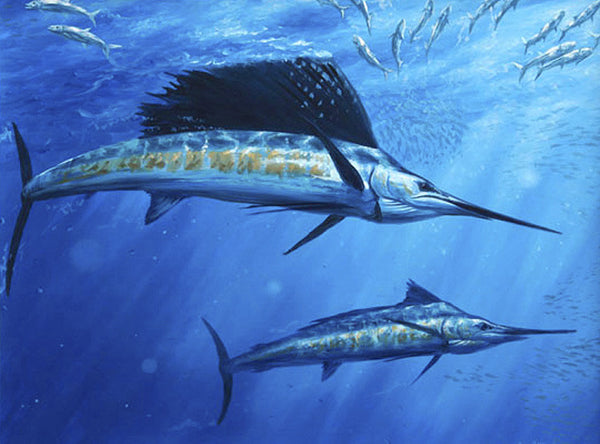 "Double Down" - Sailfish feeding on Sardines  -  Original Painting SOLD