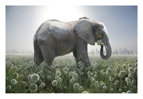 "Elephant in Onion Field"