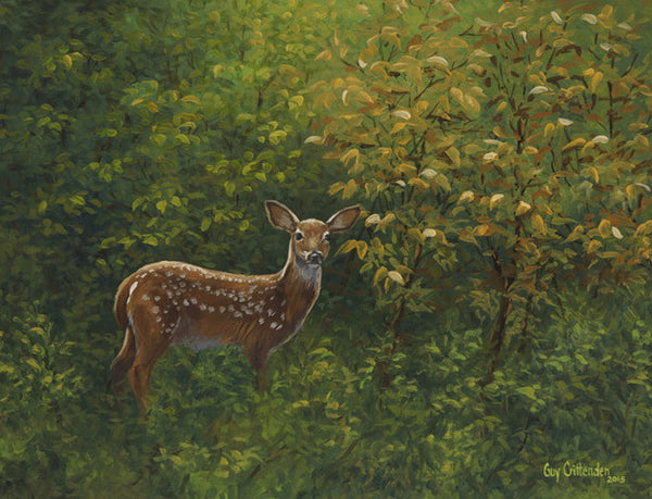 "First Summer" - Whitetail Fawn - SOLD