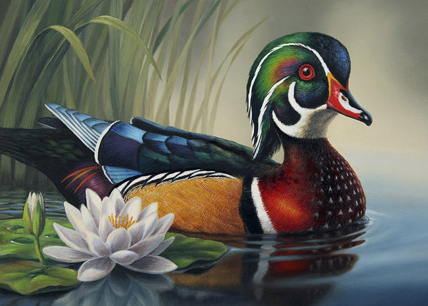 "Wood Duck Drake and Lily Pad"  -  SOLD