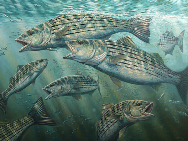"Bite On!"  -  Striped Bass  -  SOLD