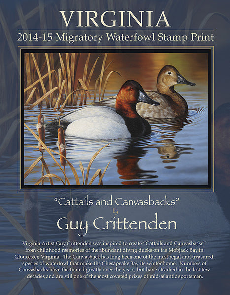 2014-15 Virginia Duck Stamp Print - "Cattails and Canvasbacks"  -  Low Inventory