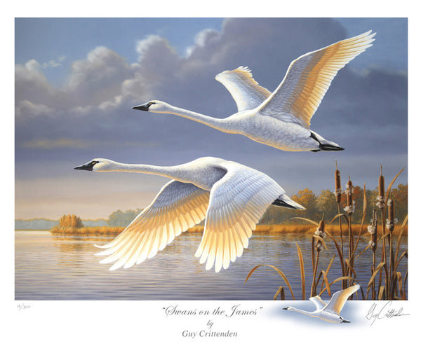 2015-16 Virginia Migratory Waterfowl Conservation Stamp Print