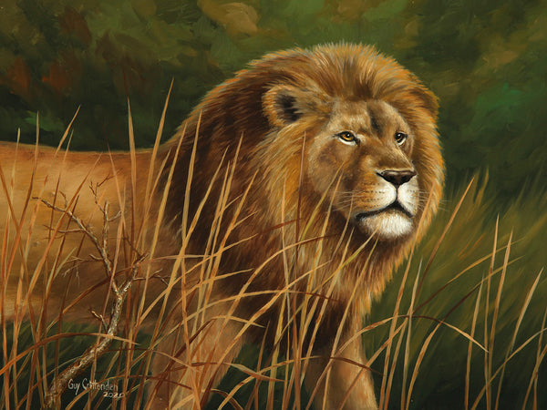 "Botswana Royalty"  -  male Lion