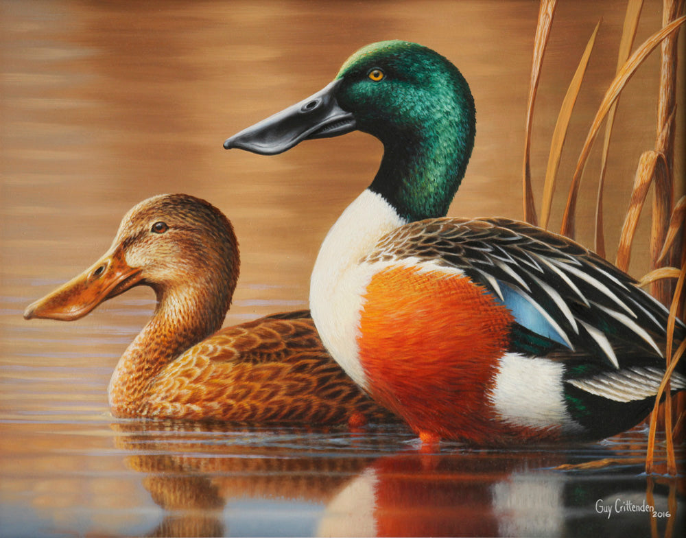 Spoon Bill Duck