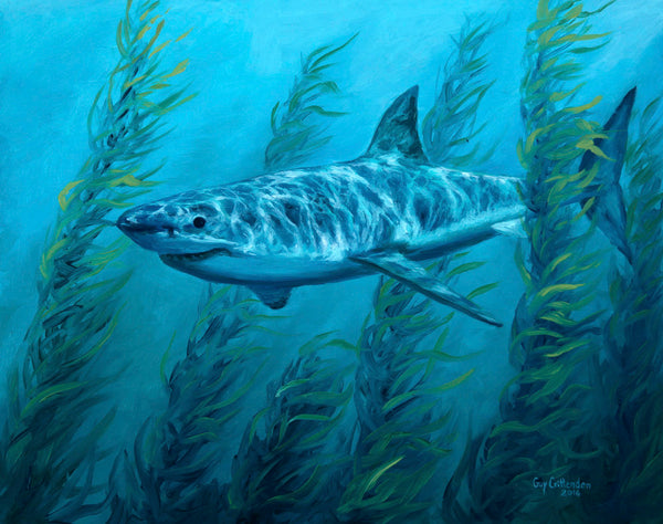 "Cruising the Kelp"  -  Great White Shark