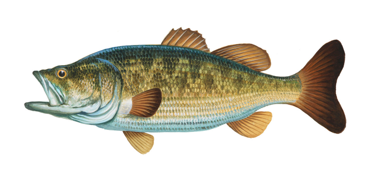 Largemouth Bass -8 X10 Inch Print By Matt Patterson, Fish, 52% OFF