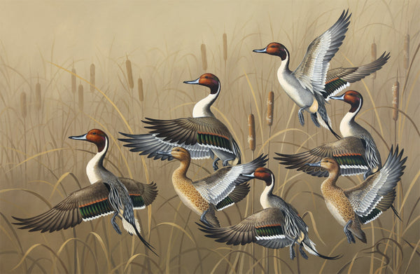 "Rising"  -  Northern Pintails - SOLD