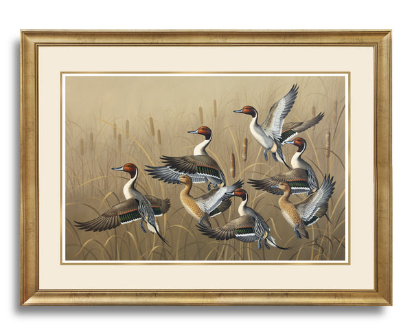 "Rising"  -  Northern Pintails - SOLD