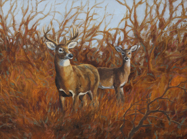"Edge of the Thicket"  -  Whitetail Deer - SOLD