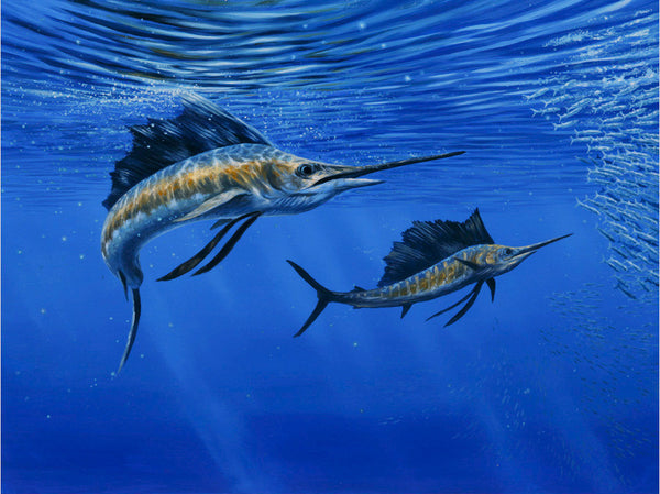 "Deep Blue" -  Pacific Sailfish - Original Painting Sold
